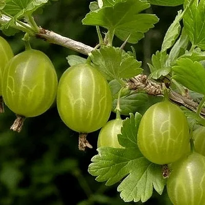 Крыжовник УРАЛЬСКИЙ БЕСШИПНЫЙ  Крыжовник УРАЛЬСКИЙ БЕСШИПНЫЙ в Череповце