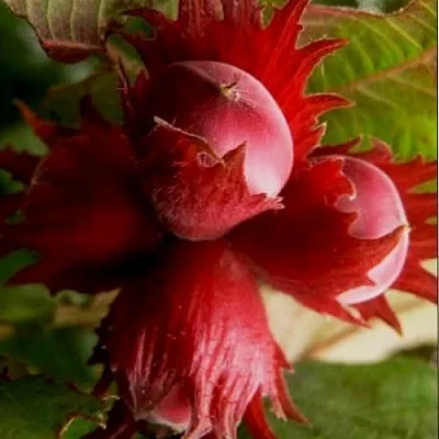 Фундук БАГРЯНЕЦ  Фундук БАГРЯНЕЦ в Череповце