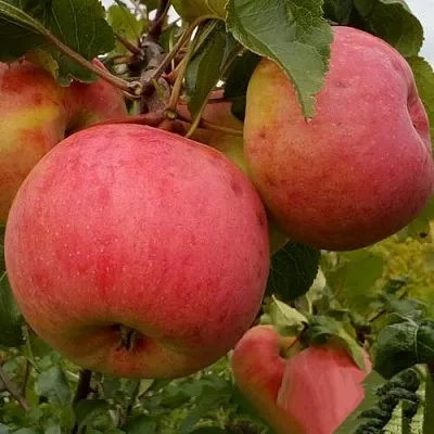 Яблоня БОЛОТОВСКОЕ  Яблоня БОЛОТОВСКОЕ в Череповце