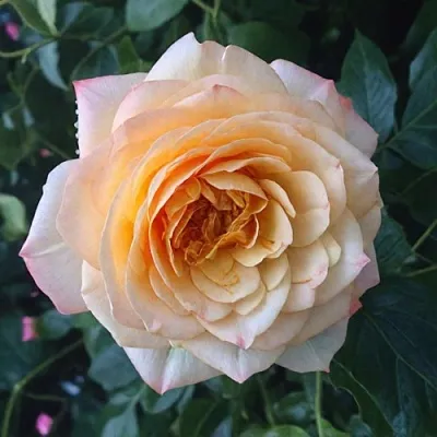 Саженцы роз АБЕЙ ДЕ СЕНТ-АМАН шраб  Саженцы роз АБЕЙ ДЕ СЕНТ-АМАН шраб в Череповце