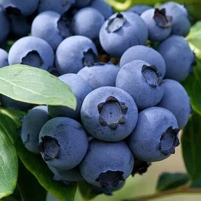 Голубика СПАРТАН в Череповце