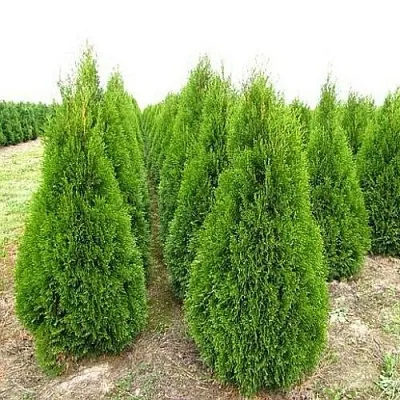 Туя СМАРАГД западная в Череповце