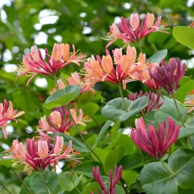 Жимолость ГЕКРОТА в Череповце