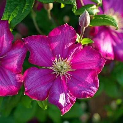 Клематис КАРМЕНСИТА  Клематис КАРМЕНСИТА в Череповце