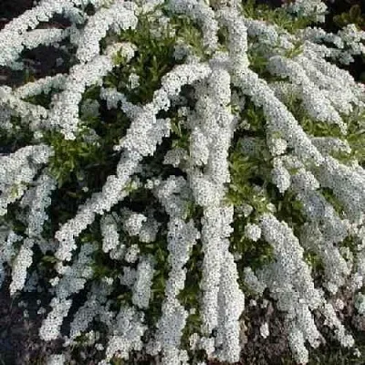 Спирея АРГУТА  Спирея АРГУТА в Череповце