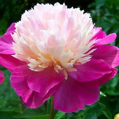 Пион ГЕЙ ПАРИ травянистый  Пион ГЕЙ ПАРИ травянистый в Череповце