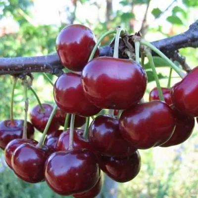 Вишня НОРД СТАР в Череповце