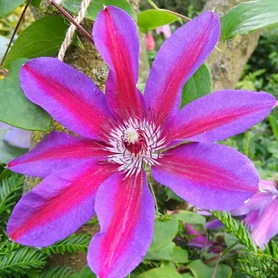 Клематис АКАИШИ  Клематис АКАИШИ в Череповце