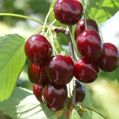 Черешня ОВСТУЖЕНКА  Черешня ОВСТУЖЕНКА в Череповце