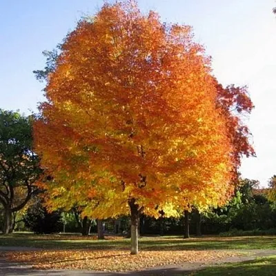 Клен серебристый  Клен серебристый в Череповце