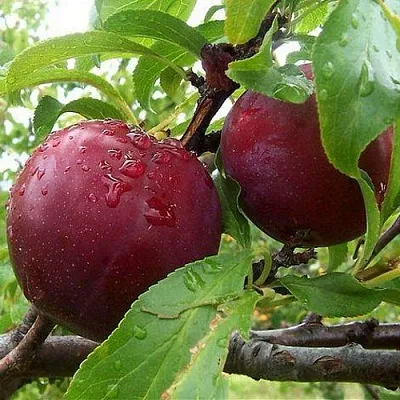 Слива КЛЕОПАТРА  Слива КЛЕОПАТРА в Череповце