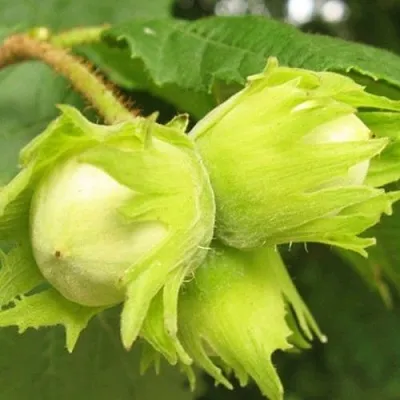 Фундук КАТАЛОНСКИЙ  Фундук КАТАЛОНСКИЙ в Череповце