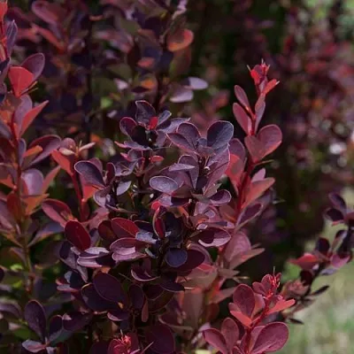 Барбарис ХЕЛМОНД ПИЛЛАР тунберга в Череповце