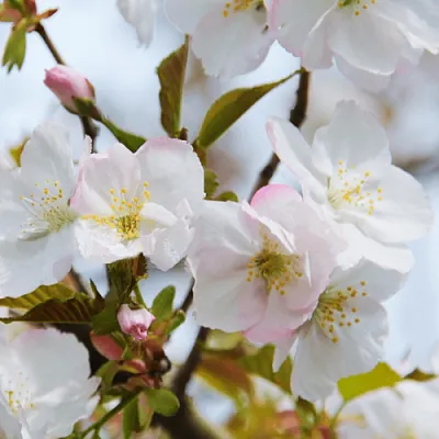 Вишня ОКАМЕ в Череповце