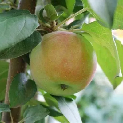 Яблоня ПОДСНЕЖНИК стелющаяся  Яблоня ПОДСНЕЖНИК стелющаяся в Череповце