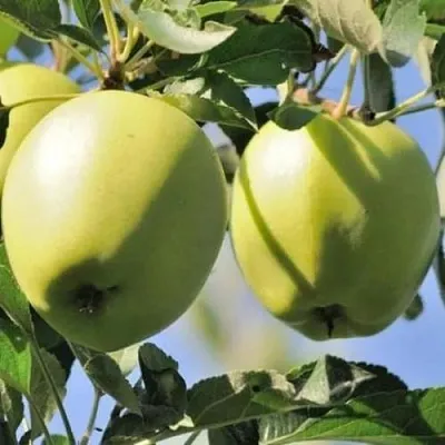 Яблоня САХАРНАЯ  Яблоня САХАРНАЯ в Череповце