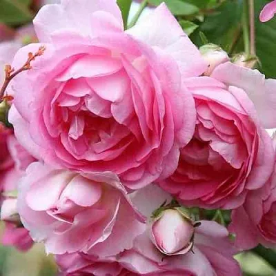 Саженцы роз ЖАСМИНА плетистая  Саженцы роз ЖАСМИНА плетистая в Череповце