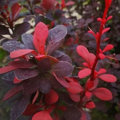 Барбарис РЕД ПИЛЛАР тунберга в Череповце