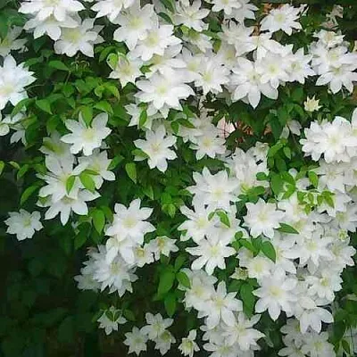 Клематис ТОКИ  Клематис ТОКИ в Череповце