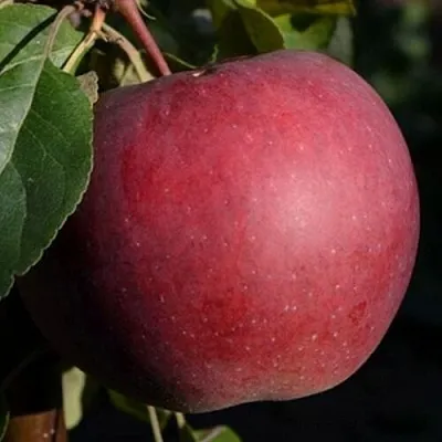 Яблоня БЕЛОРУССКОЕ СЛАДКОЕ  Яблоня БЕЛОРУССКОЕ СЛАДКОЕ в Череповце