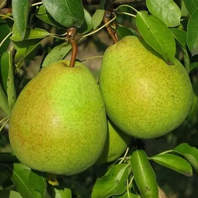 Груша НАЙТ-ВЕРТ колонновидная  Груша НАЙТ-ВЕРТ колонновидная в Череповце