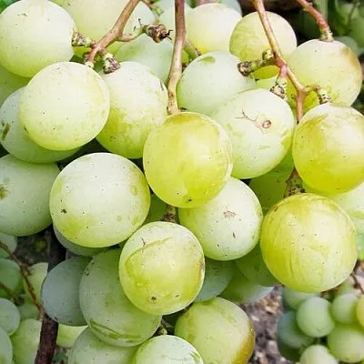 Виноград КЕША МУСКАТ в Череповце