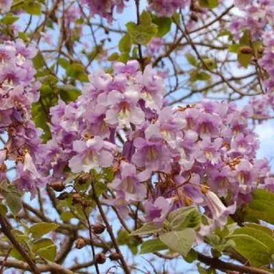 Павлония ПАО ТОГН Z07 в Череповце