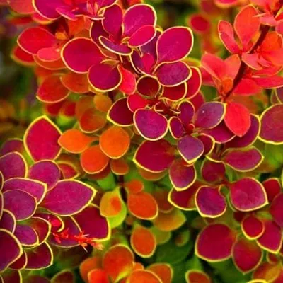 Барбарис ОРАНЖ САНРАЙЗ тунберга в Череповце