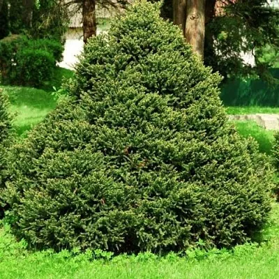 Ель ОЛЕНДОРФИ обыкновенная в Череповце