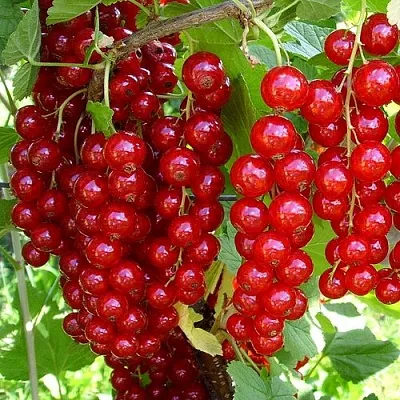 Смородина красная ЙОНКЕР ВАН ТЕТС  Смородина красная ЙОНКЕР ВАН ТЕТС в Череповце