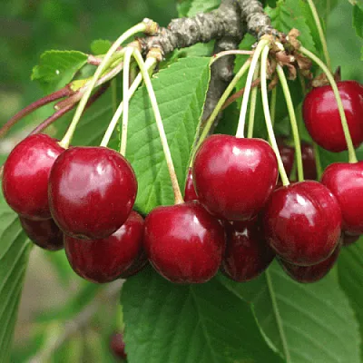 Черешня ГРОНКОВАЯ  Черешня ГРОНКОВАЯ в Череповце