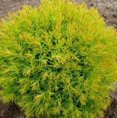 Туя АННИЕК западная в Череповце