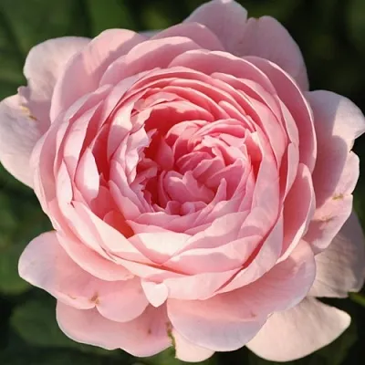 Саженцы роз КУИН ОФ СУИДЕН английская  Саженцы роз КУИН ОФ СУИДЕН английская в Череповце