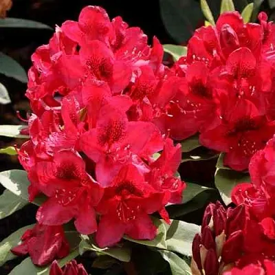 Рододендрон МАТАДОР  Рододендрон МАТАДОР в Череповце