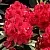 Рододендрон МАТАДОР в Череповце