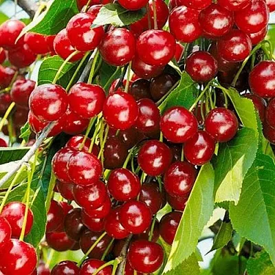 Вишня БРУСНИЦЫНА степная в Череповце