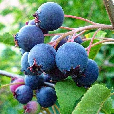 Ирга ПЕМБИНА в Череповце