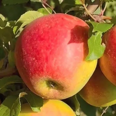 Яблоня САКАВИТА  Яблоня САКАВИТА в Череповце