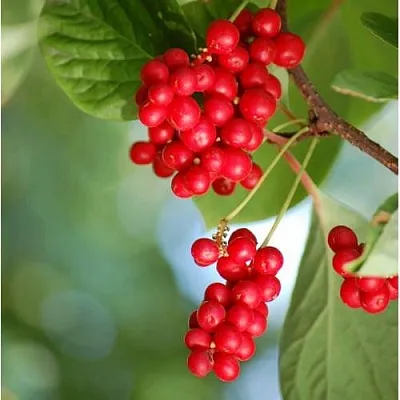 Лимонник ДЕБЮТ китайский  Лимонник ДЕБЮТ китайский в Череповце