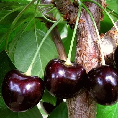 Черешня ДОНЕЦКИЙ УГОЛЁК  Черешня ДОНЕЦКИЙ УГОЛЁК в Череповце