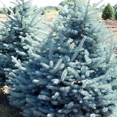 Ель ГЛАУКА колючая  Ель ГЛАУКА колючая в Череповце