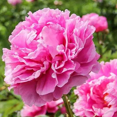 Пион АЛЕКСАНДР ФЛЕМИНГ травянистый  Пион АЛЕКСАНДР ФЛЕМИНГ травянистый в Череповце