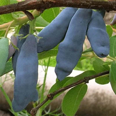 Жимолость съедобная ЛЕНИНГРАДСКИЙ ВЕЛИКАН в Череповце