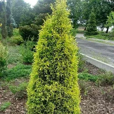 Можжевельник ГОЛД КОН обыкновенный в Череповце