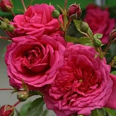 Саженцы роз ЛАГУНА плетистая  Саженцы роз ЛАГУНА плетистая в Череповце