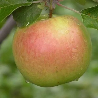 Яблоня БРЯНСКОЕ ЗОЛОТИСТОЕ  Яблоня БРЯНСКОЕ ЗОЛОТИСТОЕ в Череповце