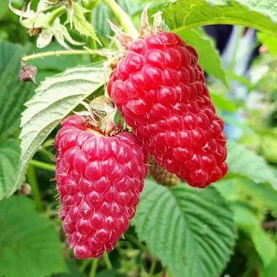 Малина ПШЕХИБА  Малина ПШЕХИБА в Череповце