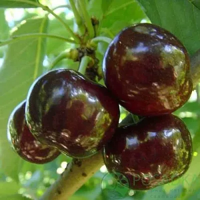 Черешня СВИТХАРТ  Черешня СВИТХАРТ в Череповце