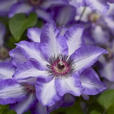 Клематис МОНИНГ СКАЙ  Клематис МОНИНГ СКАЙ в Череповце