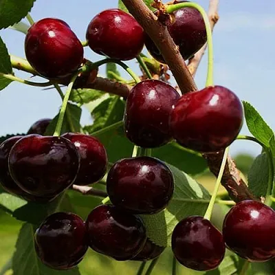 Вишня РОВЕСНИЦА в Череповце